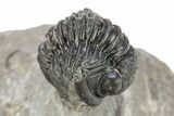 Enrolled Gerastos Trilobite Fossil - Morocco #242773-3